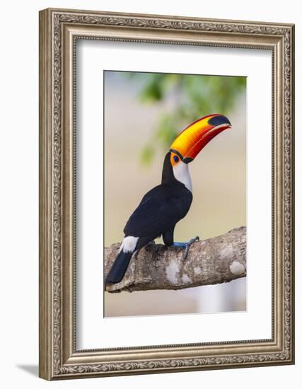 Brazil. Toco Toucan in the Pantanal.-Ralph H. Bendjebar-Framed Photographic Print