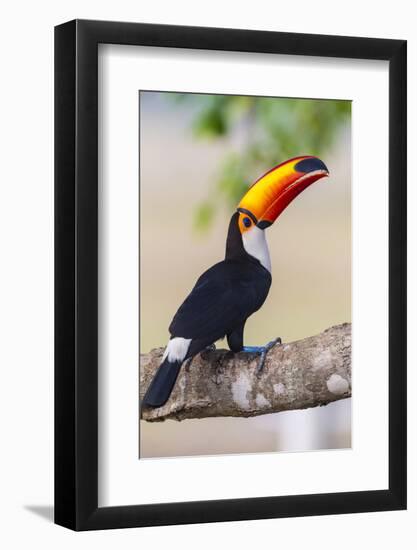 Brazil. Toco Toucan in the Pantanal.-Ralph H. Bendjebar-Framed Photographic Print