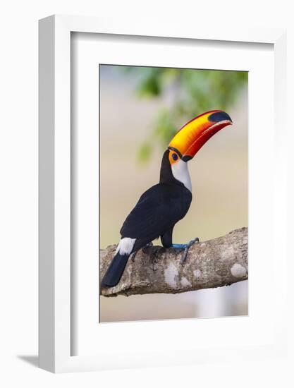 Brazil. Toco Toucan in the Pantanal.-Ralph H. Bendjebar-Framed Photographic Print