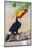 Brazil. Toco Toucan in the Pantanal.-Ralph H. Bendjebar-Mounted Photographic Print