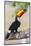 Brazil. Toco Toucan in the Pantanal.-Ralph H. Bendjebar-Mounted Photographic Print