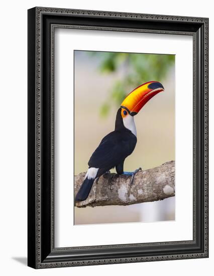 Brazil. Toco Toucan in the Pantanal.-Ralph H. Bendjebar-Framed Photographic Print