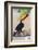 Brazil. Toco Toucan in the Pantanal.-Ralph H. Bendjebar-Framed Photographic Print