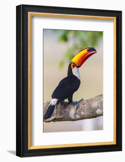 Brazil. Toco Toucan in the Pantanal.-Ralph H. Bendjebar-Framed Photographic Print