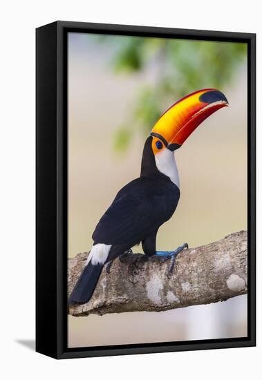 Brazil. Toco Toucan in the Pantanal.-Ralph H. Bendjebar-Framed Premier Image Canvas