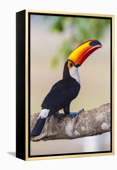 Brazil. Toco Toucan in the Pantanal.-Ralph H. Bendjebar-Framed Premier Image Canvas