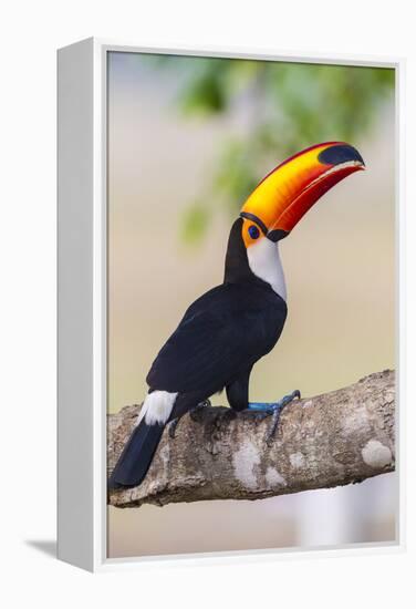 Brazil. Toco Toucan in the Pantanal.-Ralph H. Bendjebar-Framed Premier Image Canvas