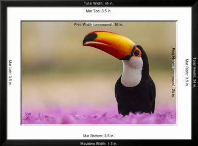 Brazil Toco Toucan In The Pantanal Premium Photographic Print Ralph H Bendjebar Art Com