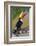 Brazil. Toco Toucan in the Pantanal.-Ralph H. Bendjebar-Framed Photographic Print