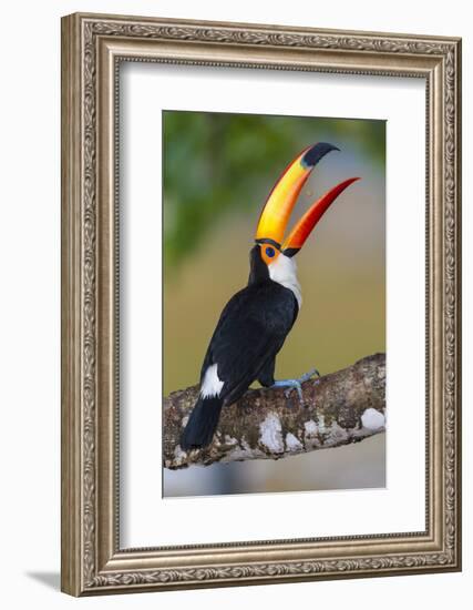 Brazil. Toco Toucan in the Pantanal.-Ralph H. Bendjebar-Framed Photographic Print