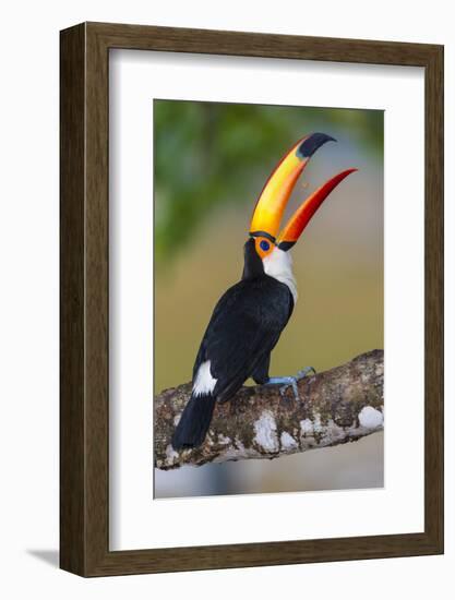 Brazil. Toco Toucan in the Pantanal.-Ralph H. Bendjebar-Framed Photographic Print