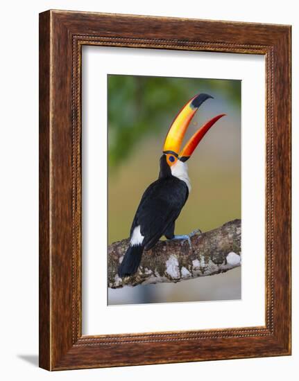 Brazil. Toco Toucan in the Pantanal.-Ralph H. Bendjebar-Framed Photographic Print