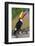 Brazil. Toco Toucan in the Pantanal.-Ralph H. Bendjebar-Framed Photographic Print