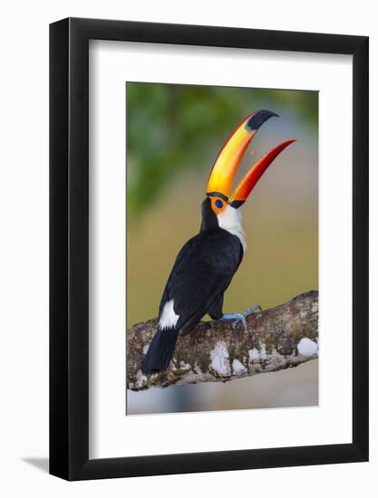 Brazil. Toco Toucan in the Pantanal.-Ralph H. Bendjebar-Framed Photographic Print