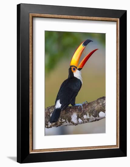 Brazil. Toco Toucan in the Pantanal.-Ralph H. Bendjebar-Framed Photographic Print