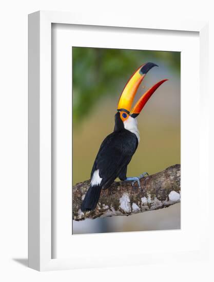 Brazil. Toco Toucan in the Pantanal.-Ralph H. Bendjebar-Framed Photographic Print