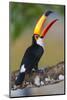 Brazil. Toco Toucan in the Pantanal.-Ralph H. Bendjebar-Mounted Photographic Print