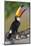 Brazil. Toco Toucan in the Pantanal.-Ralph H. Bendjebar-Mounted Photographic Print