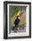 Brazil. Toco Toucan in the Pantanal.-Ralph H. Bendjebar-Framed Photographic Print