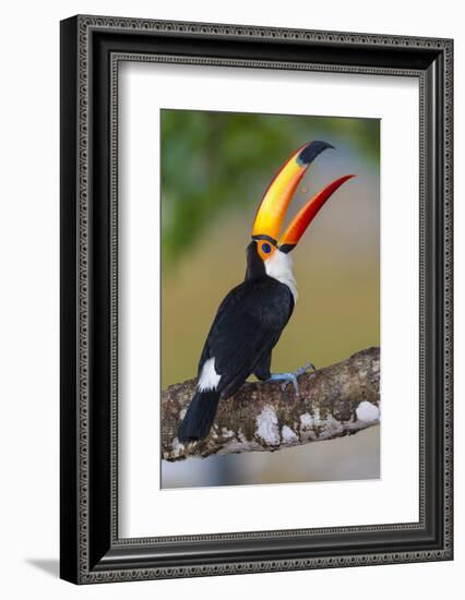 Brazil. Toco Toucan in the Pantanal.-Ralph H. Bendjebar-Framed Photographic Print