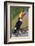 Brazil. Toco Toucan in the Pantanal.-Ralph H. Bendjebar-Framed Photographic Print