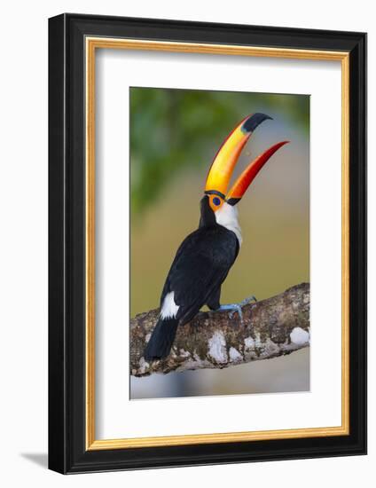 Brazil. Toco Toucan in the Pantanal.-Ralph H. Bendjebar-Framed Photographic Print