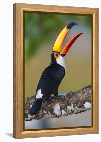 Brazil. Toco Toucan in the Pantanal.-Ralph H. Bendjebar-Framed Premier Image Canvas