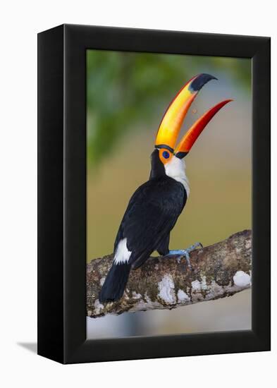 Brazil. Toco Toucan in the Pantanal.-Ralph H. Bendjebar-Framed Premier Image Canvas