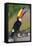 Brazil. Toco Toucan in the Pantanal.-Ralph H. Bendjebar-Framed Premier Image Canvas