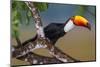 Brazil. Toco Toucan in the Pantanal.-Ralph H. Bendjebar-Mounted Photographic Print