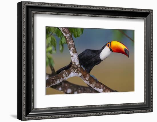 Brazil. Toco Toucan in the Pantanal.-Ralph H. Bendjebar-Framed Photographic Print