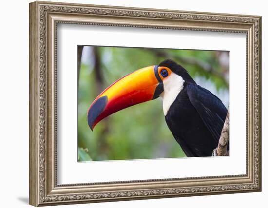 Brazil. Toco Toucan in the Pantanal.-Ralph H. Bendjebar-Framed Photographic Print