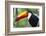 Brazil. Toco Toucan in the Pantanal.-Ralph H. Bendjebar-Framed Photographic Print