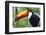 Brazil. Toco Toucan in the Pantanal.-Ralph H. Bendjebar-Framed Photographic Print