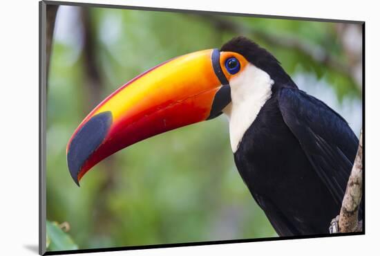 Brazil. Toco Toucan in the Pantanal.-Ralph H. Bendjebar-Mounted Photographic Print