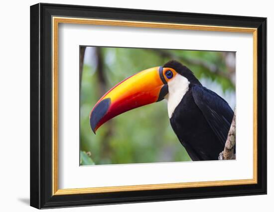 Brazil. Toco Toucan in the Pantanal.-Ralph H. Bendjebar-Framed Photographic Print