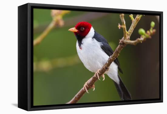 Brazil. Yellow-billed cardinal in the Pantanal.-Ralph H. Bendjebar-Framed Premier Image Canvas