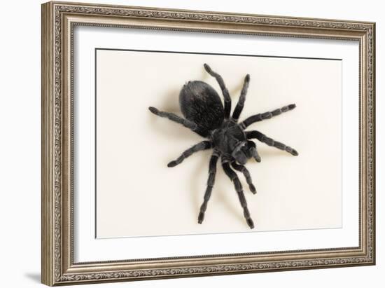 Brazilian Black Tarantula (Theraphosidae), captive, Brazil, South America-Janette Hill-Framed Photographic Print