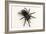 Brazilian Black Tarantula (Theraphosidae), captive, Brazil, South America-Janette Hill-Framed Photographic Print