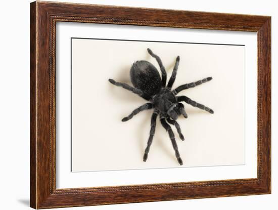 Brazilian Black Tarantula (Theraphosidae), captive, Brazil, South America-Janette Hill-Framed Photographic Print