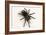 Brazilian Black Tarantula (Theraphosidae), captive, Brazil, South America-Janette Hill-Framed Photographic Print