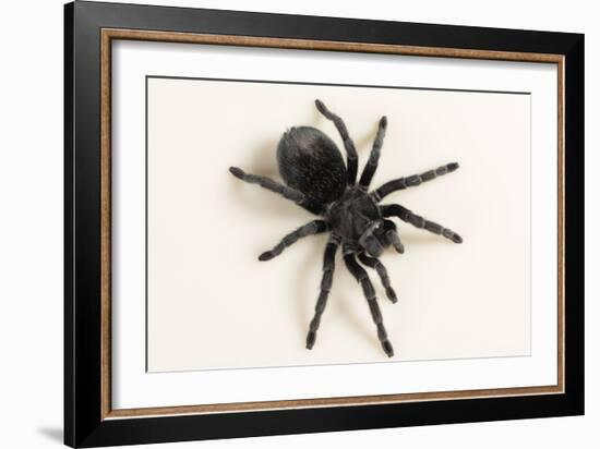 Brazilian Black Tarantula (Theraphosidae), captive, Brazil, South America-Janette Hill-Framed Photographic Print