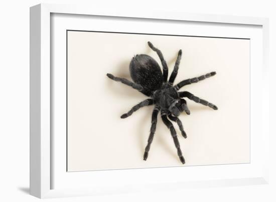 Brazilian Black Tarantula (Theraphosidae), captive, Brazil, South America-Janette Hill-Framed Photographic Print