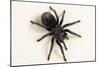 Brazilian Black Tarantula (Theraphosidae), captive, Brazil, South America-Janette Hill-Mounted Photographic Print