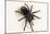 Brazilian Black Tarantula (Theraphosidae), captive, Brazil, South America-Janette Hill-Mounted Photographic Print