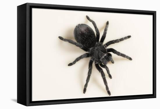 Brazilian Black Tarantula (Theraphosidae), captive, Brazil, South America-Janette Hill-Framed Premier Image Canvas