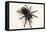 Brazilian Black Tarantula (Theraphosidae), captive, Brazil, South America-Janette Hill-Framed Premier Image Canvas