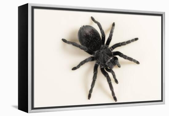 Brazilian Black Tarantula (Theraphosidae), captive, Brazil, South America-Janette Hill-Framed Premier Image Canvas