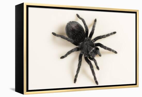 Brazilian Black Tarantula (Theraphosidae), captive, Brazil, South America-Janette Hill-Framed Premier Image Canvas