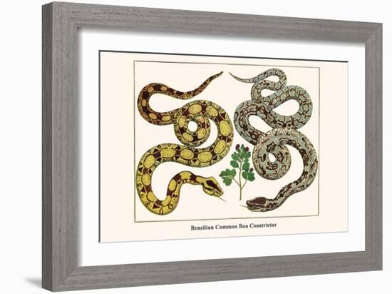 Brazilian Common Boa Constrictor-Albertus Seba-Framed Art Print